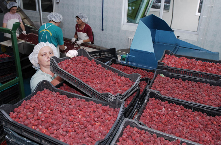 maline