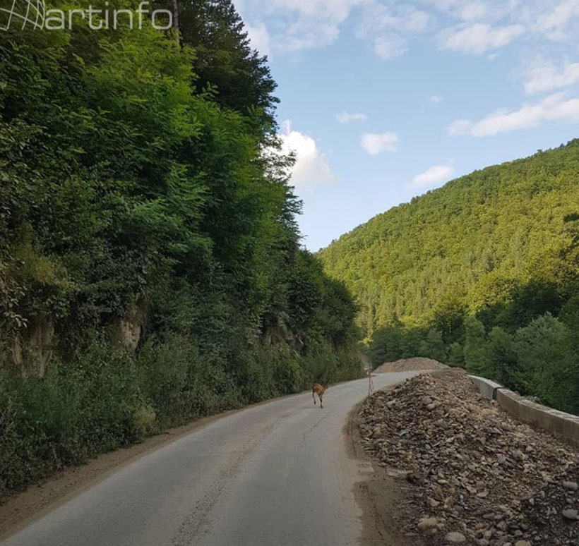 dera zivotinja