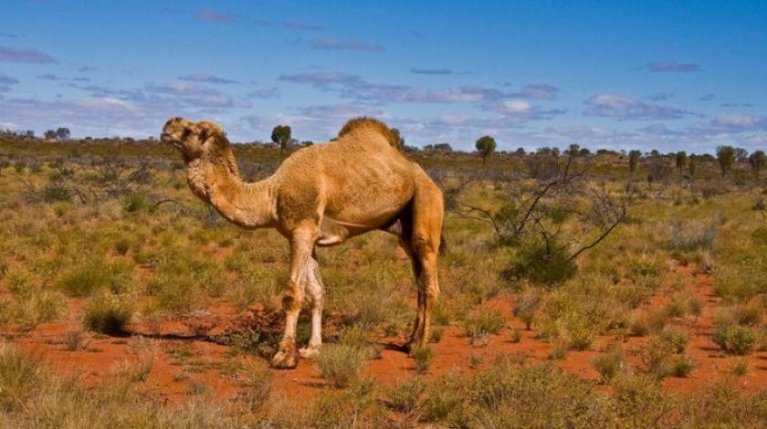 deva_australija.jpg