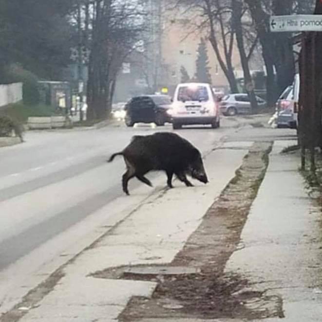 divlja-svinja-pored-doma-zdravlja-u-visokom-decembar-2019.jpg