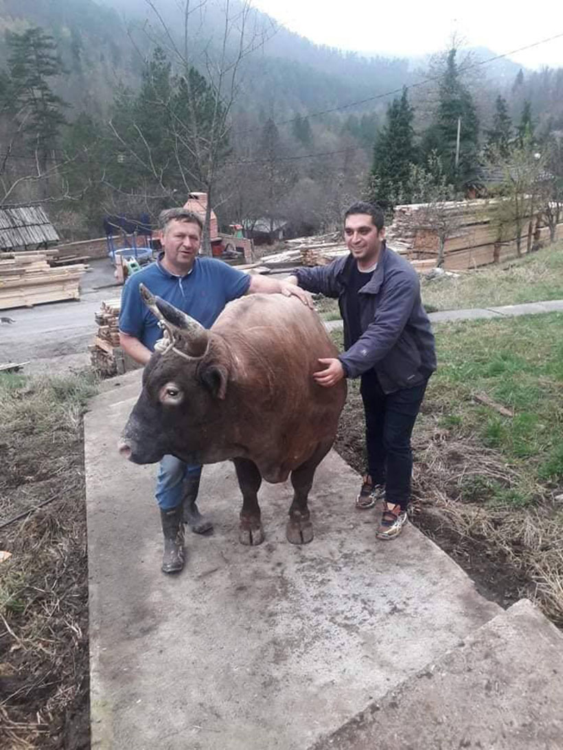 medonja vitez bik