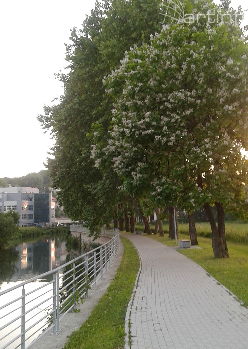 park kis drvo