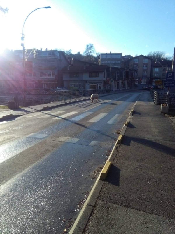 svinja_kiseljak.jpg