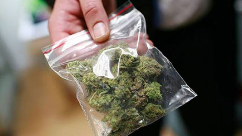 cannabis.jpg