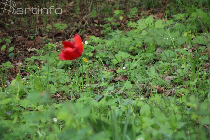 cvijet tulipan