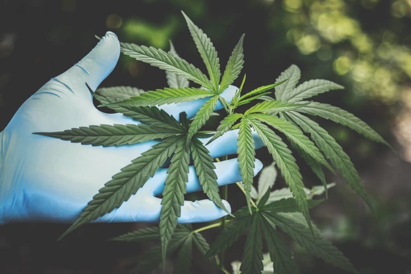 cannabis-freshness-hand-2178565-1024x683.jpg