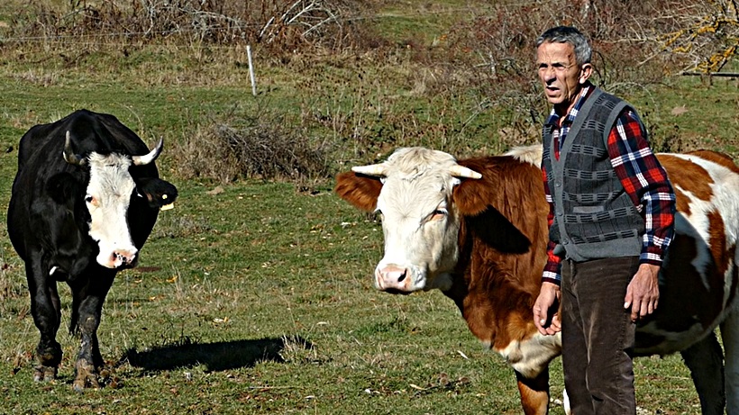 cuvanje_i_uzgoj_kravaa.jpg
