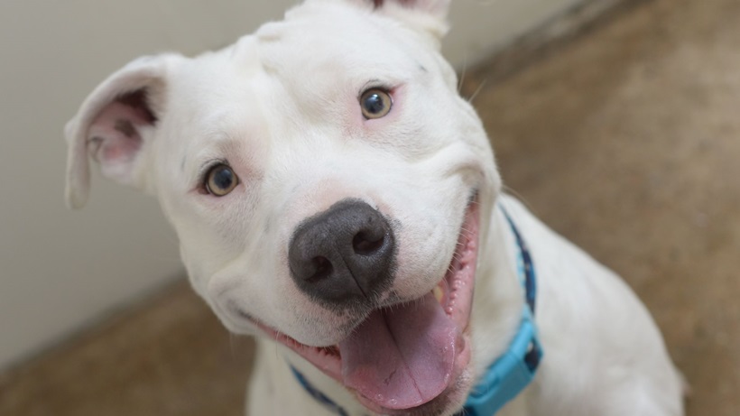 AmericanPitBullTerrierMoniqueRodriguez-be4b597e914e46f084adbe5f0a2a9ccc.jpg