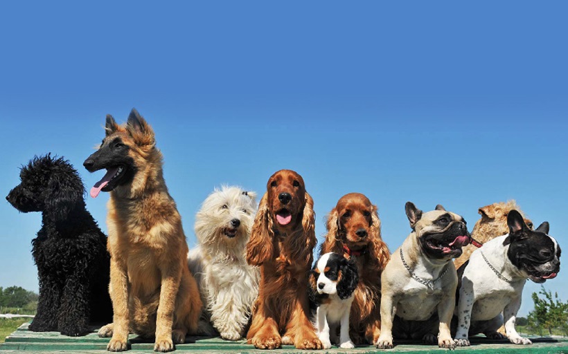 ZC_BLOG_WEB_BANNER-BREEDS.jpg