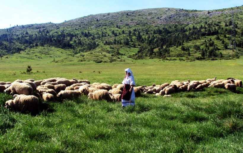 diva-divin-krik-s-vrana-kedzara.jpg