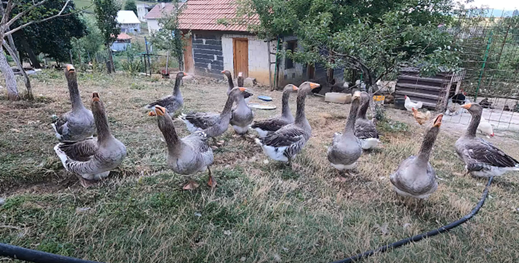 guskevlaso.png