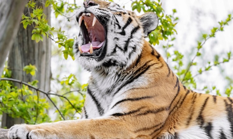 tigar_3.jpg