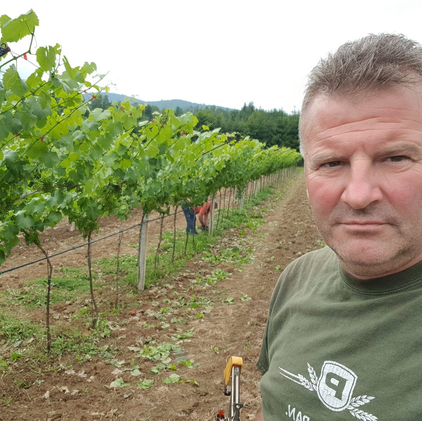 škoro_vinograd.jpg