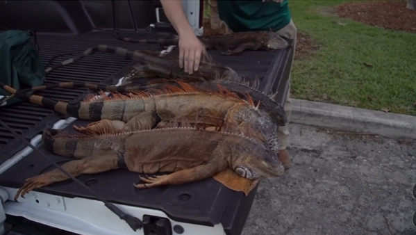 IGUANE443.png