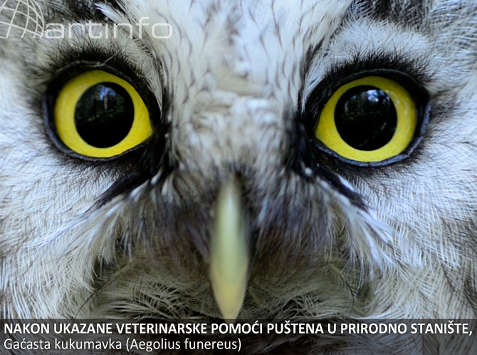 sova-ugrozena-vrsta